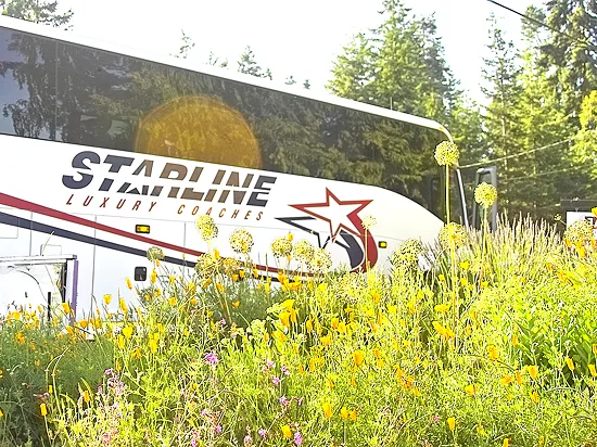 Starline Luxury Coaches charter bus parked amid vibrant wildflowers in a Pacific Northwest forest setting